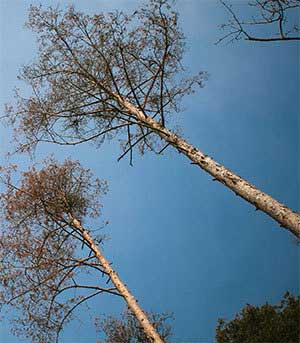 Tree Trimming